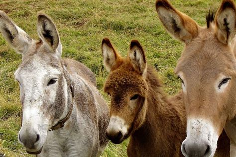 5 Ways Donkeys Are Different From Horses - COWGIRL Magazine Donkey Breeds, Donkey Images, Donkey Training, Donkey Care, Baby Donkey, Miniature Donkey, Abyssinian, Surprising Facts, Work With Animals