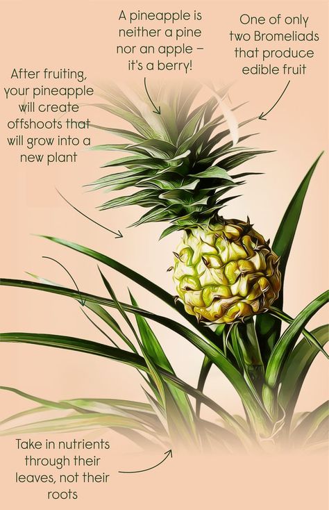 superpower Plant Superpower, Super Powers, Pineapple, Fruit, Plants, Quick Saves