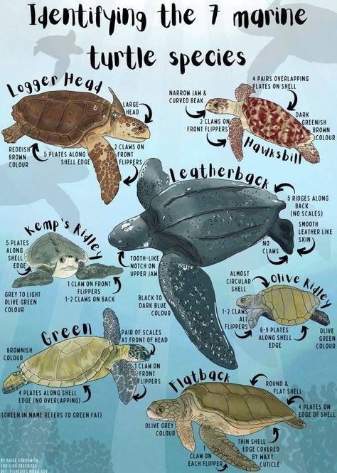 Types Of Sea Turtles, Marine Biology Sea Turtles, Marine Biology Aesthetic Notes Sea Turtles, Marine Biology Notes Turtle, Marine Biology School, Marine Biologist Wallpaper, Sea Turtle Notes, Marine Biology Major Aesthetic, Marine Biologist Aesthetic Notes