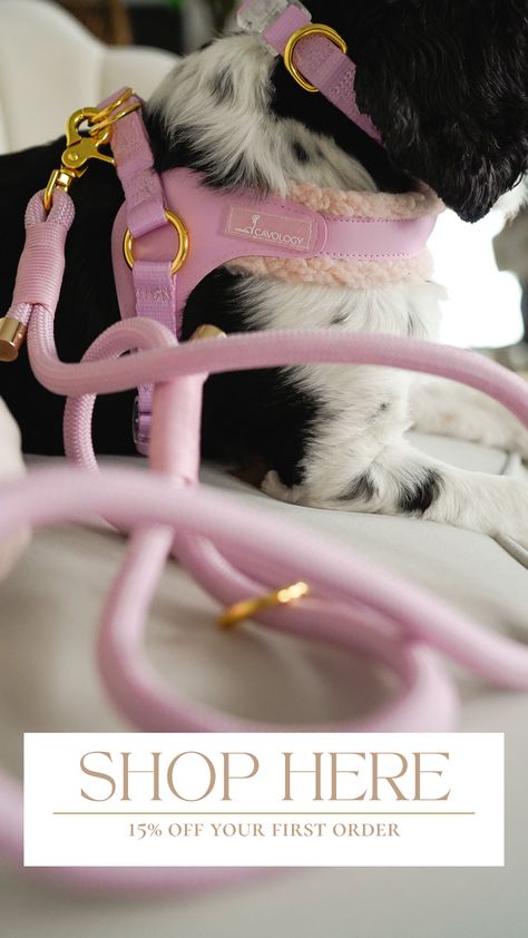 Elevate your dog's accessories with Cavology's selection of aesthetic braided rope leashes. Made from high-quality cotton, our braided rope leashes come in trendy colors and styles, making them a must-have for fashionable dogs and their owners. Click to shop! Pretty Dog Harness, Cute Puppy Things, Aesthetic Dog Collar And Leash, Girl Puppy Accessories, Dog Collar Aesthetic, Cute Dog Stuff, Boy Dog Accessories, Girl Dog Accessories, Cute Dog Accessories