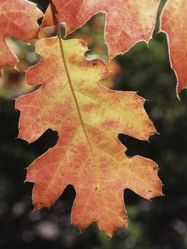 size: 24x18in Photographic Print: California, an Autumn Colored Oak Leaf in the Forest by Christopher Talbot Frank : Oak Leaf Art, Willow Tree Art, Red Oak Leaf, Autumn Leaves Art, Oak Forest, Wood Burning Patterns, Autumn Scenery, Dry Leaf, Oak Leaves