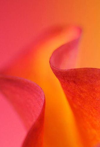 Foto Macro, Power Puff, Living Coral, Orange You Glad, Rose Orange, Orange Aesthetic, Orange Art, Wallpaper Vintage, Orange Crush