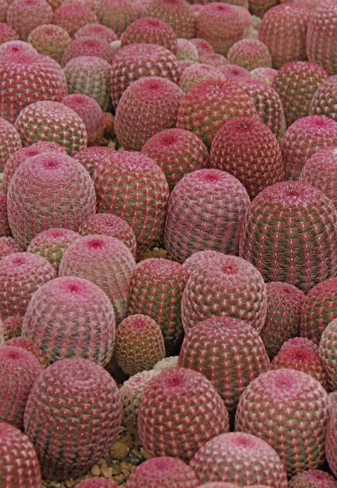 Rainbow Cactus, Pink Cactus, Green Cactus, Agaves, Desert Plants, Cactus Y Suculentas, Growing Seeds, Cactus Garden, Cactus Flower