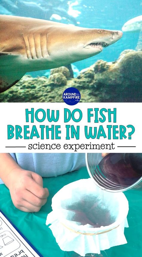 how do fish breathe in water ocean animal adaptations science experiment Ocean Animal Science Experiments, Marine Biology Science Experiments, Habitat Science Experiments, How Fish Breathe Experiment, Steam Ocean Activities, Adaptation In Animals Activities, How Do Fish Breathe Preschool, Ocean Animals Science Activities, Ocean Experiments For Preschool