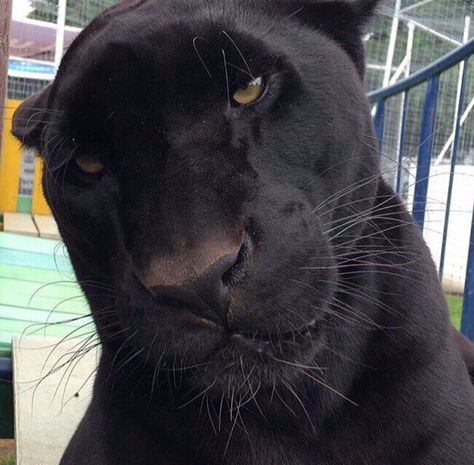 Black Panther Cat, Black Jaguar White Tiger, Panther Cat, Black Jaguar, Beautiful Cats, Black Panther, Animals Friends, Big Cats