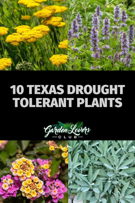 Here is our list of 10 Texas drought-tolerant plants that any garden lover would be happy to have in their garden. Hardy Plants Outdoor Drought Tolerant, Ca Drought Tolerant Front Yard, Houston Texas Landscaping Native Plants, Drought Tolerant Front Yard Landscaping, Flowerbed Ideas Texas, Texas Yards Landscape, Dallas Garden Ideas, Texas Native Perennials, Texas Native Pollinator Plants