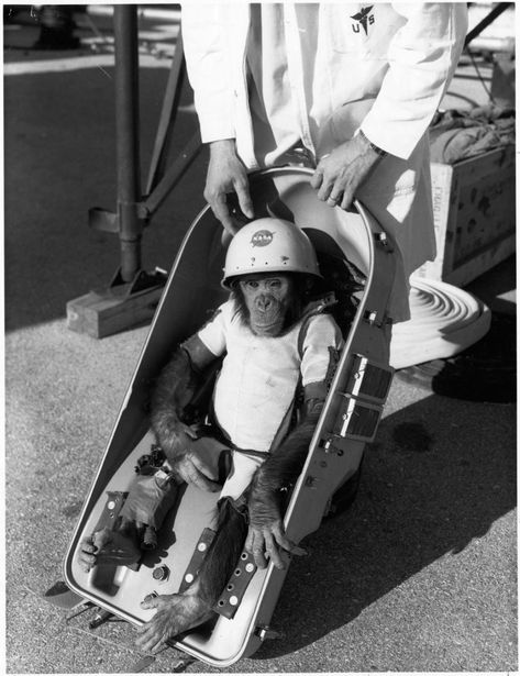 Mercury Primate Capsule and Ham the Astrochimp | National Air and Space Museum Monkey In Space, Space Monkey, Nasa Launch, Project Mercury, Space Animals, Cape Canaveral, Air And Space Museum, Space Race, A Monkey