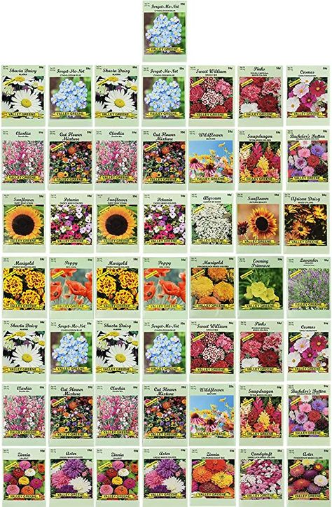 Amazon.com: Set of 50 Flower Seed Packets! Flower Seeds in Bulk, 15 or More Varieties Available! : Patio, Lawn & Garden Flower Seed Packets, Shasta Daisy, Valley Green, Flower Seeds Packets, Garden Help, Natural Garden, Evening Primrose, Seed Packets, Flower Seeds