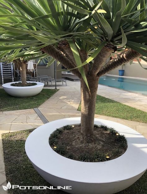 Pots For Pool Area, Large Garden Pots Ideas, Large Pots Around Pool, Large Pot Plants Outdoor, Plants In Large Pots Outdoor, Large Outdoor Pots Ideas, Large Plant Pots Outdoors, Pool Gardens Australia, Large Potted Plants Outdoor Landscaping