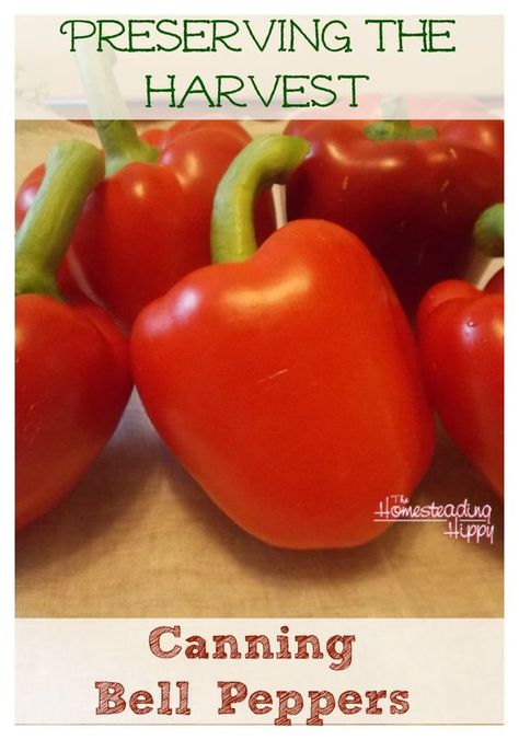 How To Can Bell Peppers: How To Can Green Peppers, Canning Red Peppers, Canning Green Peppers, Canning Bell Peppers, Creative Canning, Canning Veggies, Canning Peppers, Preserving Recipes, Canning 101