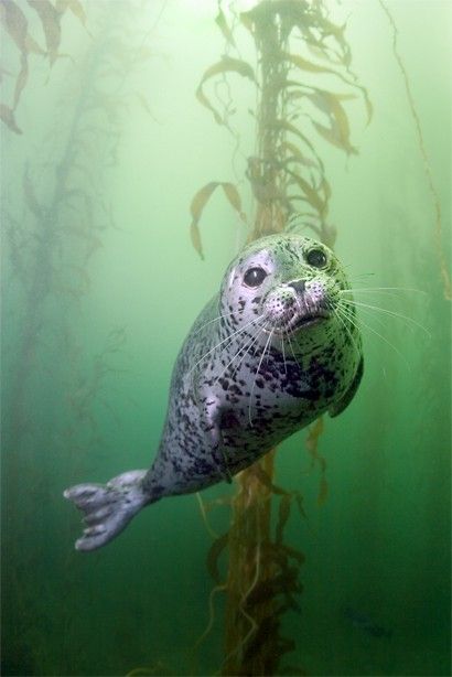 Sweet little seal in a kelp forest. Creature Marine, Harbor Seal, Photo Animaliere, Water Animals, A Seal, Underwater Life, Marine Mammals, Sea Lion, Ocean Creatures