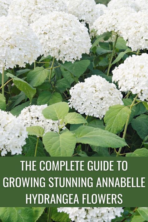 Annabelle Hydrangea Care, Best Time To Plant Hydrangeas, Front Of House Garden Bed, Annabelle Hydrangea Landscaping, Annabelle Hydrangea Front Of House, Hydrangea Bush Landscaping, Incrediball Hydrangea Landscaping, Hydrangeas In Front Of House, Maine Gardening