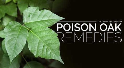 The Complete Guide To Poison Oak Remedies - Positive Health Wellness Poison Oak Remedy, Poison Oak Remedies, Poison Oak Plant, Poison Oak Rash, Poison Oak, The Poison, Wellness Blog, Allergic Reaction, Diet And Nutrition