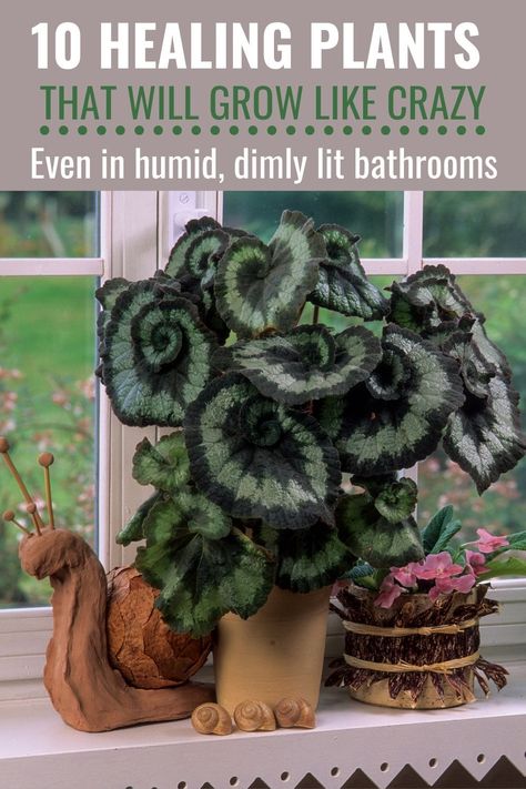 Bathrooms deserve to be decorated with lush greenery just like every other room in the house – but it can be tricky to find a plant that thrives here. Low light, high humidity, and warm temperatures mean only certain houseplants will flourish.Let’s look at some of the best bathroom plant choices! Humid Plants, Low Light High Humidity Plants, Beneficial House Plants, High Humidity Plants, Humidity Plants, Bathroom Plant, Best Bathroom Plants, Herb Gardens, Natural Beauty Recipes