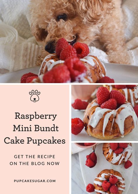 What started off as a dream has grown into a variety of pupcake flavors.  Each pupcake recipe is made with love and a story, or shall I say “pup-tale.”  This pupcake is Sugar tested, and Sugar approved.  Your dog will absolutely love this homemade dog treat recipe.  Perfect for dog birthday parties, a midday snack or to show a little love to your dog.  #homemadedogtreats #middaysnack #diydogtreats #dogtreats Homemade Dog Pupcake, Dog Pupcake Recipe, Macaroons For Dogs, Homemade Dog Donut Treats, Pupcake Dog Recipes, Dog Baked Goods, Raspberry Dog Treats, Pet Supply Organization, Dog Cupcake Recipe