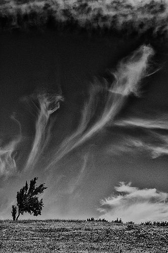 Blowin' In The Wind, Lone Tree, Black And White Photograph, We Are The World, Windy Day, Bohemian Rhapsody, Beautiful Sky, White Photo, Product Photos