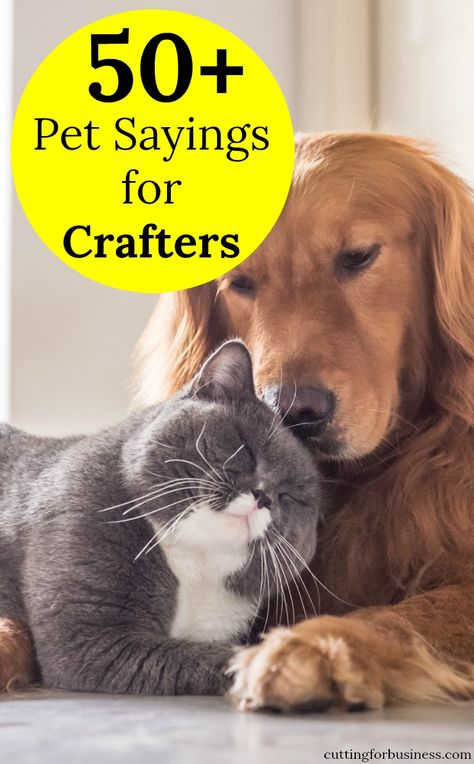 50+ Dog and Cat Sayings for Crafters - Perfect for Silhouette Cameo and Cricut Explore or Maker small business owners: http://cuttingforbusiness.com/2017/10/18/dog-cat-sayings-crafters/ Cute Pet Sayings, Pet Sayings Signs, Funny Dog Sayings Hilarious, Funny Pet Signs, Cute Dog Signs, Cat Jewelry Diy, Cute Dog Sayings, Quotes About Pets, Sayings About Dogs