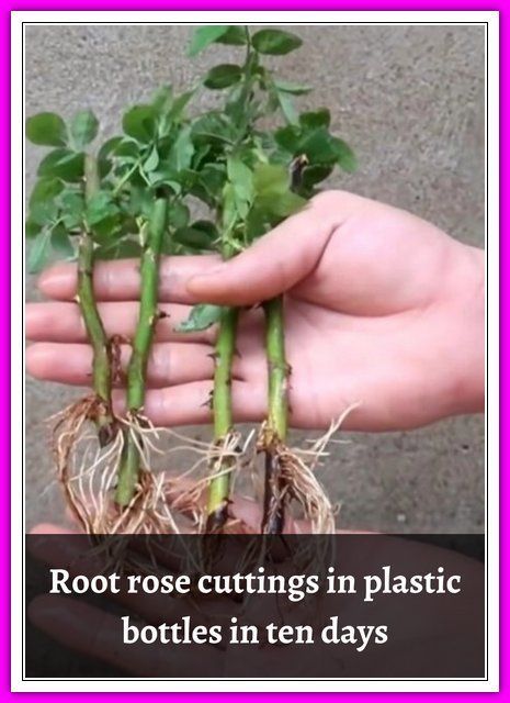 Rose Diseases, Lemon Tree From Seed, Propagating Roses, Rose Plant Care, Big Planters, Rooting Roses, Grafting Plants, Rose Cuttings, Plants In Bottles