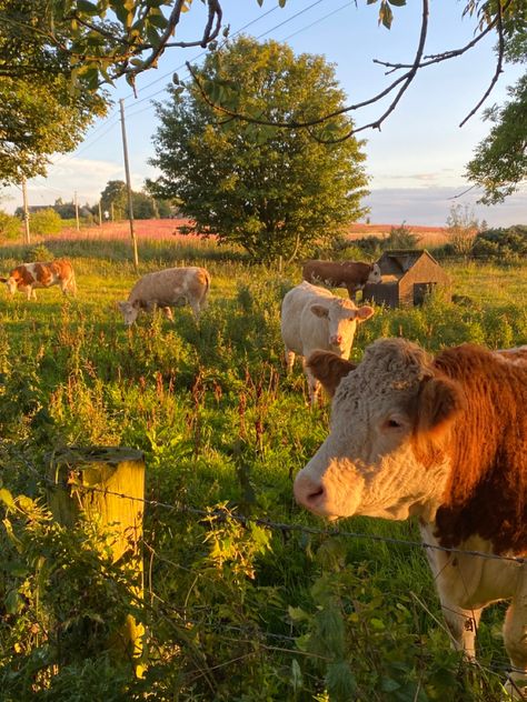 #cow #animals #barn #goldenhour #forest#trees #nature #environment#green #outdoor #sightseeing #jungle #countryside Countryside Animals, Cows Painting, Vermont Summer, Cow Barn, Forest Farm, Nature Environment, Countryside Cottage, Farm Lifestyle, Dream Life House