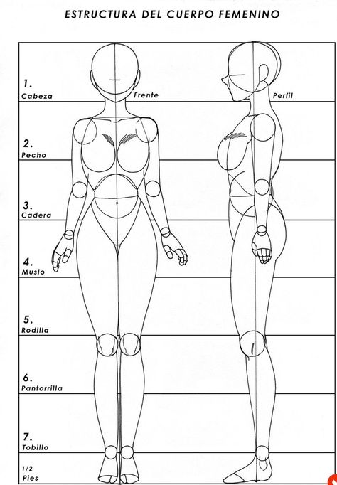 Easy Body Drawings Women, Turnaround Sheet, Sculpture Easy, Body Proportion Drawing, Drawing Body Proportions, Hats Ideas, Bird Sculptures, Human Body Drawing, Drawing Female