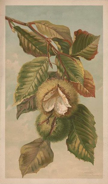 American Chestnut, Horse Chestnut, The Graphics Fairy, Chestnut Trees, Beech Tree, Graphics Fairy, Chestnut Horse, Botanical Painting, Vintage Horse