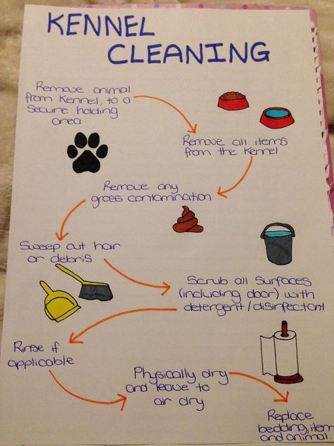 Dog Kennel Cleaning Ideas, Dog Kennel Organization Ideas, Dog Boarding Set Up, Dog Boarding Organization Ideas, Dog Grooming And Boarding Ideas, Dog Kennel Business Ideas, Breeding Kennel Ideas, Vet Clinic Ideas Design, Pet Hotel Ideas