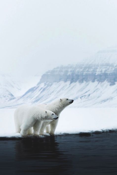 lsleofskye: Untitled | hannes_becker Location:... - Landsc@pe Svalbard Norway, Canon 700d, Bear Photos, Its A Mans World, Biome, Polar Bears, Adobe Photoshop Lightroom, Animals Images, Photoshop Lightroom