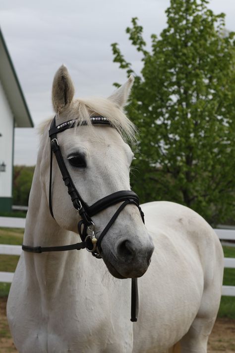 Trakehner Very Cute Animals, Horse Cute, Horsey Life, Horse Wallpaper, Horse Aesthetic, Brown Horse, White Horses, Cute Horses, Horse Life