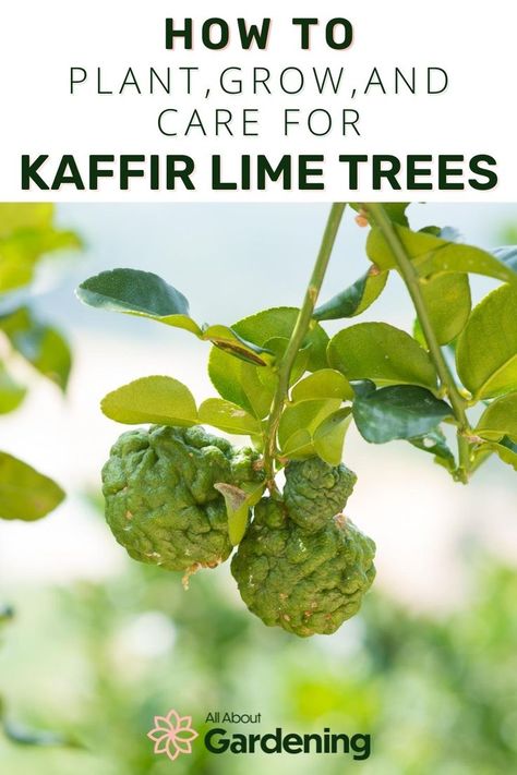 Kaffir Lime Plant, Lime Plant, Mango Health Benefits, Lime Uses, Lime Trees, Lime Leaves, Citrus Plant, Pie Maker, Plant Wishlist