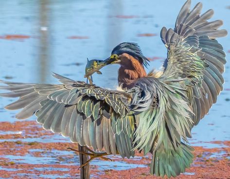 Green heron with fish, Beaverton, Oregon.  Photo:  JoAnn Radicchi. Beaverton Oregon, Green Heron, Weird Fish, Herons, Creature Drawings, Creature Feature, Bird Photography, Creature Design, Art Reference Photos