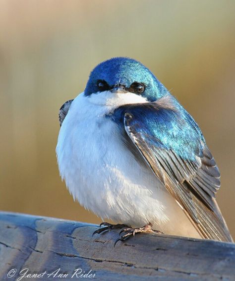 Puffy Blue Bird sees you :-) Fat Bird, Tree Swallow, American Birds, Bird Sitting, Backyard Birds, Pretty Birds, Colorful Birds, Cute Birds, Little Birds