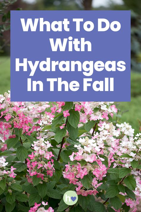 Wondering what to do with hydrangeas in the fall? Read our comprehensive guide to find out all about autumn hydrangea care. Cut Hydrangea Care Tips, Hydrangea Fall Care, Planting Hydrangeas In The Fall, Hydrangea Care In Fall, Azaleas And Hydrangeas Together, Care For Hydrangea Plants, Oakleaf Hydrangea Care, How To Plant Hydrangeas, Trimming Hydrangeas In Fall