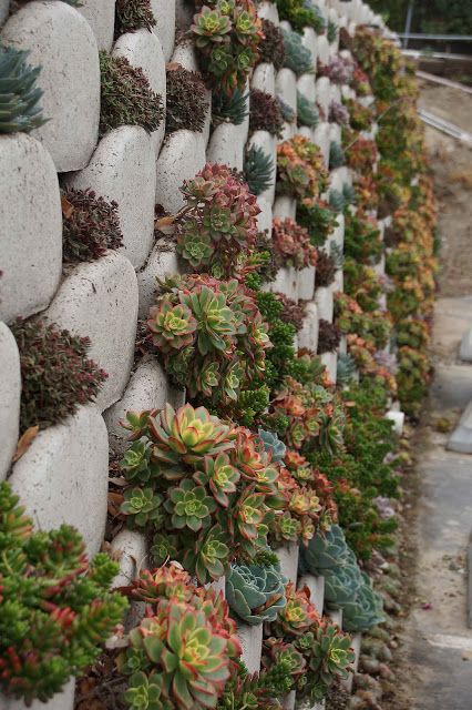 Sloping Gardens, Succulent Wall Garden, Wall Landscape, Succulent Wall Planter, Echeveria Succulent, Garden Retaining Wall, Garden Wall Designs, Landscaping Retaining Walls, Plantas Bonsai