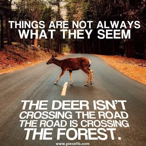 Inspirerende Ord, A Deer, Animal Quotes, A Sign, Reality Quotes, Wise Quotes, The Words, Great Quotes, Wisdom Quotes