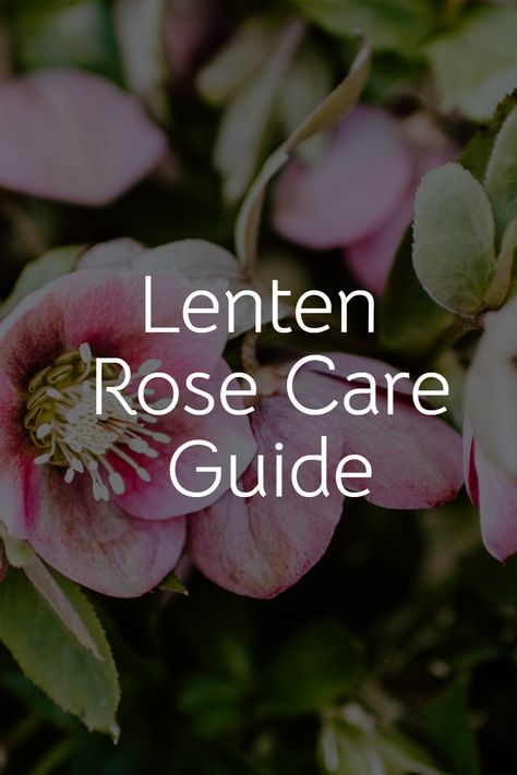 "Spring may be over, but the Lenten Rose blooms on. Discover the beauty and resilience of this timeless flower on our latest blog post at The Homey Space. 🌺 #LentenRose #FlowerPower Lenten Rose Bouquet, Lenten Roses, Pruning Roses For Winter, Preparing Roses For Winter, Lenton Roses, Lenten Rose Landscape, Diy Fertilizer, Lenten Rose, Rose Care