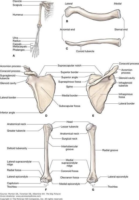 Upper Limb Muscles Anatomy, Upper Limb Bones, Limb Anatomy, Upper Limb Anatomy, Shoulder Anatomy, Anatomy Education, Human Skeletal System, Human Skeleton Anatomy, Anatomy Bones