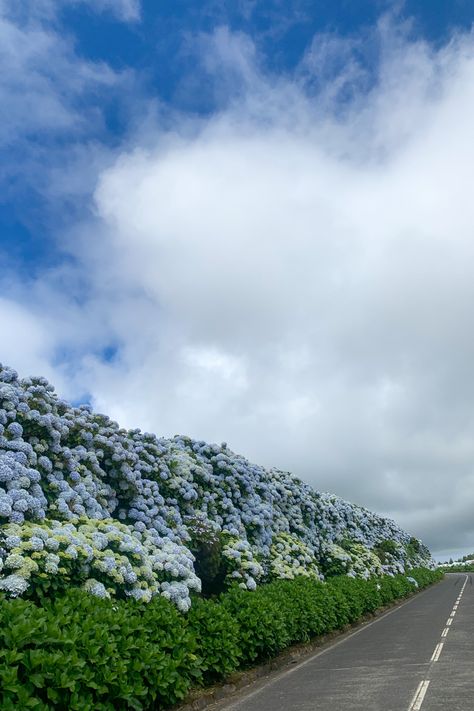 Hydrangea Highway in Portugal Hydrangea Landscaping, Hydrangea Bush, Hydrangea Garden, Hydrangea Bouquet, Scenic View, Scenic Views, Hydrangea, Blue Flowers, The Row