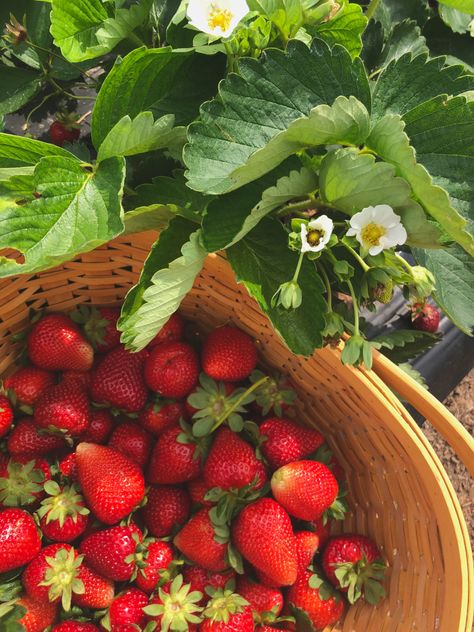 Farm Cottagecore, Tropical House Music, Coquette Spring, Aesthetic Strawberry, Strawberry And Cream, Strawberry Field, Strawberry Farm, Strawberry Picking, Lavender Aesthetic