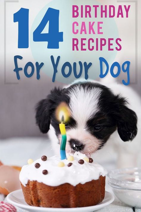 Is your dog on the next level of Spoiled? Perfect, because a birthday cake or pupcake is just what they need (why not?). Check out these 14 beautiful, and easy to make birthday cakes for dogs. Cupcake Homemade, Puppy Birthday Cakes, Dog Birthday Cake Recipe, Dog Cake Recipes, Cake Dog, 14th Birthday Cakes, Make Birthday Cake, Easy Dog Treats, Homemade Birthday Cakes