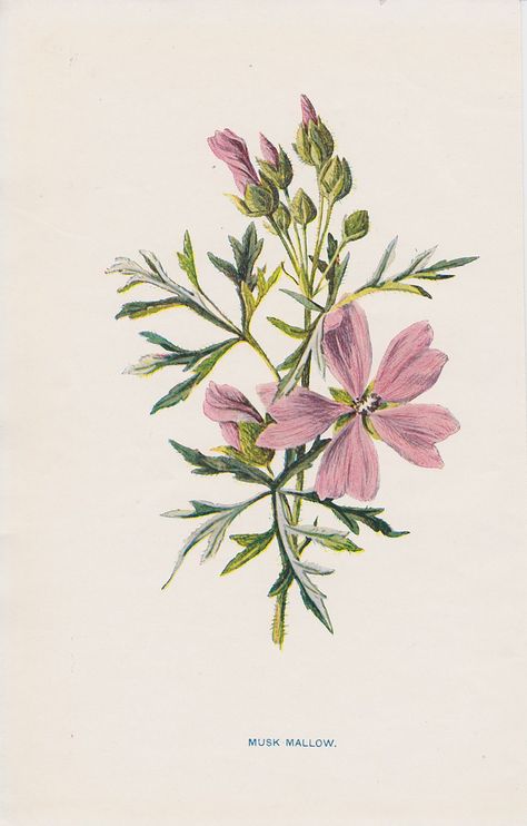 Musk Mallow, Botanical Printables, Mallow Flower, Illustration Book, Vintage Flower Prints, Natural Science, Flowery Wallpaper, Botanical Illustrations, Lithograph Print