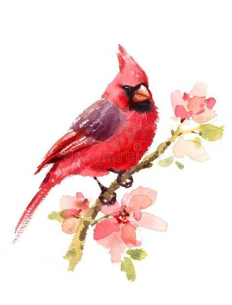 Cardinal Red Bird on branch with Flowers Watercolor Illustration Hand Painted on white background vector illustration Cardinal Tattoos, Cardinal Painting, Bird Watercolor Paintings, Northern Cardinal, Bird Watercolor, Watercolor Birds, Cardinal Birds, Red Bird, Watercolor Ideas