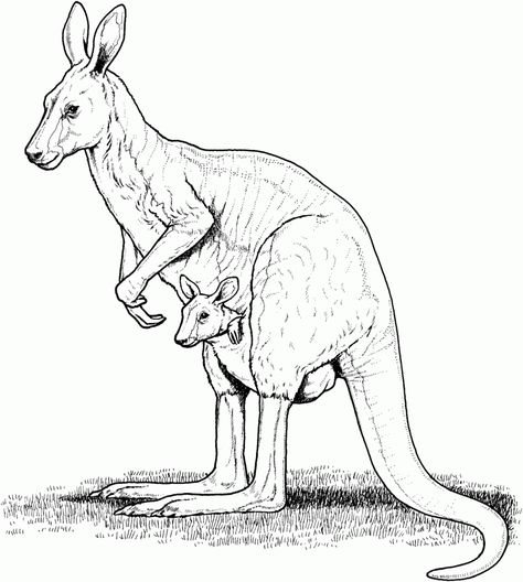 Free Printable Kangaroo Coloring Pages For Kids Kangaroo Coloring Page, Kangaroo Drawing, Kangaroo Illustration, Kangaroo Art, Red Kangaroo, Seni Cat Air, Animal Coloring, Australian Animals, Coloring Pages To Print