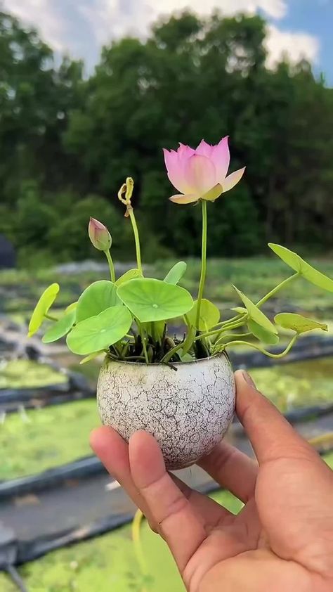 Do you fancy a cup of bowl lotus 🪷 #seedconnect #gardening #gardeningtips | Seed Connect | Seed Connect · Original audio Lotus Flower Seeds, Lotus Garden, Lotus Plant, Lotus Bowls, Gothic Garden, Flowers Petals, Forest Garden, Plant Mom, Flower Seeds