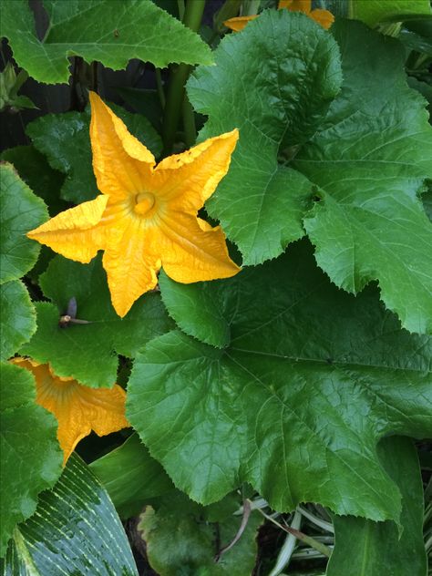 Pumpkin vine Cuddle Puddle, Houston Garden, Pumpkin Vine, Birthday Vibes, Green Pumpkin, Tattoo Portfolio, Candle Labels, Tattoo Inspo, Flower Photos