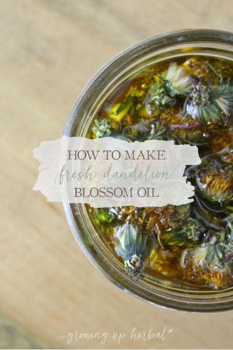 How To Make Fresh Dandelion Blossom Oil | Growing Up Herbal | Learn how to take fresh dandelion flowers and infuse them into an herbal oil. Herbal Pantry, Homemade Essentials, Herbs Medicine, Storing Herbs, Herbal Vinegar, Ancient Remedies, Infused Vinegars, Apothecary Products, Flower Remedies