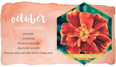 Marigold Flower Meaning, October Flowers Birth, Marigold Meaning, Birthday Symbols, October Flower, Flower Marigold, October Birth Flower, October Month, October Born