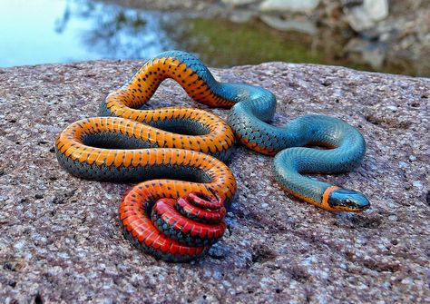 Regal Ring-necked Snake (Diadophis punctatus regalis) - Imgur Beaux Serpents, Cool Snakes, Colorful Snakes, Reptile Snakes, Beautiful Snakes, Akhal Teke, Animale Rare, Rare Animals, Colorful Animals