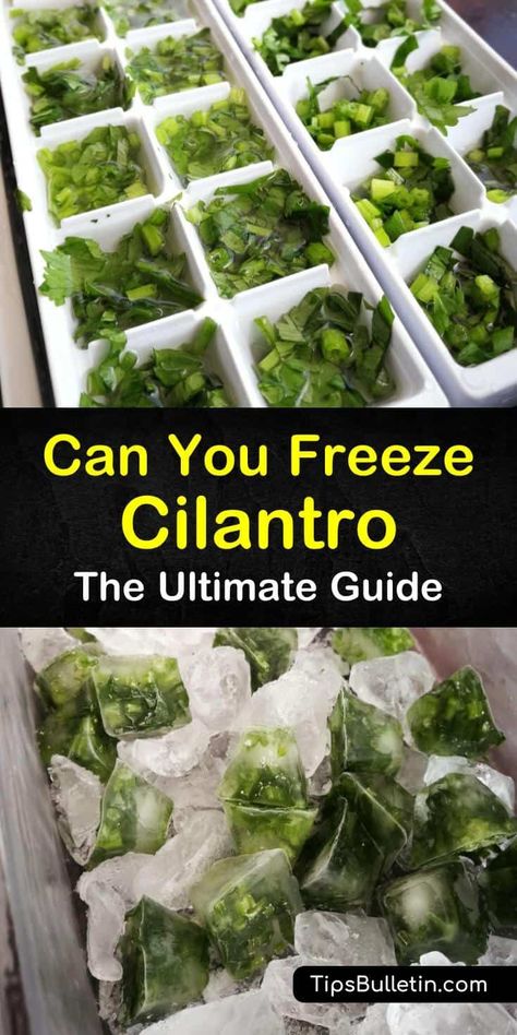 Let your imagination run wild with these frozen cilantro tips and recipes including pesto with fresh herbs and fresh cilantro purees. Freezing cilantro only requires a food processor, olive oil, and paper towel to make a delicious addition to any meal. #freeze #cilantro #frozencilantro Preserving Fresh Cilantro, Preserving Cilantro Fresh Herbs, Starting Herbs From Seeds, Freeze Cilantro, Freezing Cilantro, Freezing Fresh Herbs, Backyard Homestead, Freezing Vegetables, Cilantro Chutney