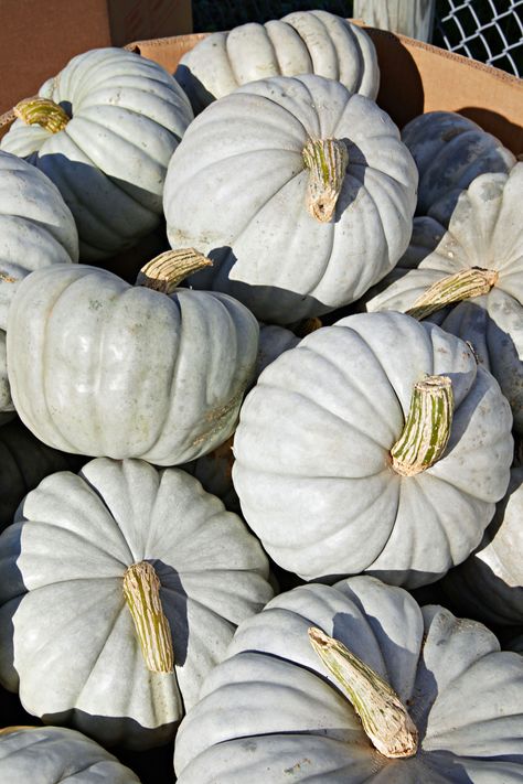 Flavorful and nearly stringless, this Australian heirloom is delicious to eat and ranges in color from dusty gray to greenish-blue. #marthastewart #pumpkins #falldecor #fall Different Types Of Pumpkins, Gray Pumpkins, Jarrahdale Pumpkin, Pumpkin World, Homestead Pantry, Heirloom Pumpkins, Pumpkins Preschool, Types Of Pumpkins, Dusty Gray