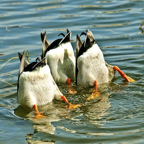 Tip Of The Day, Hamsters, 귀여운 동물, Training Tips, Bird Feathers, Upside Down, Teamwork, Beautiful Creatures, Ducks